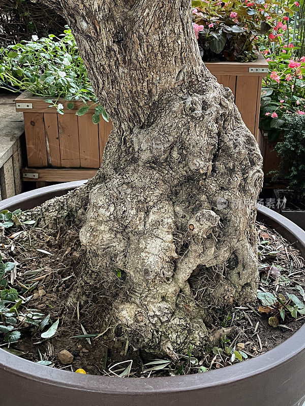 老耐寒的欧洲橄榄树(Olea europaea)在花盆中生长的特写图像，扭曲，多节的支撑，树干和根覆盖着绿色的地衣，重点在前景